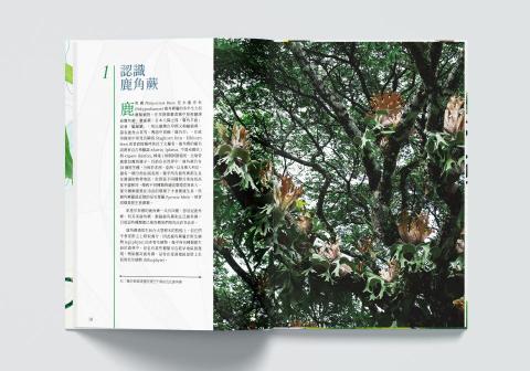 春及殿 Primavera - 《鹿角蕨與它們的產地》的內頁，同時是本書的譯者、美術編輯與排版