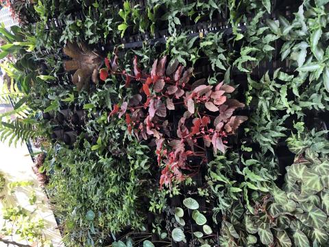 春及殿 Primavera - 書帶蕨咖啡廳室外植生牆設計規劃