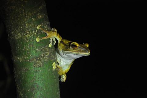 施翔仁 Dan Shih - 生態