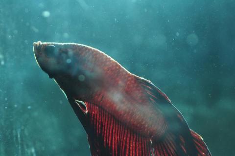 施翔仁 Dan Shih - 微距