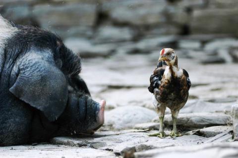 施翔仁 Dan Shih - 日間