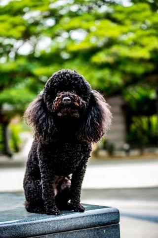 喬喬森影像 - 寵物寫真