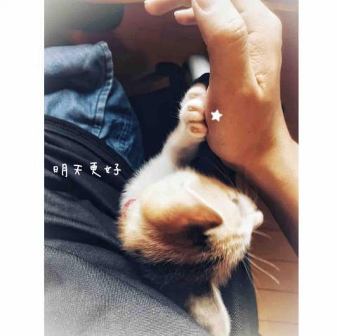 叮叮寵物寄養 - 貓女兒