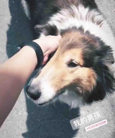 叮叮寵物寄養 - 老爸出國幫忙照顧牧羊犬弟弟