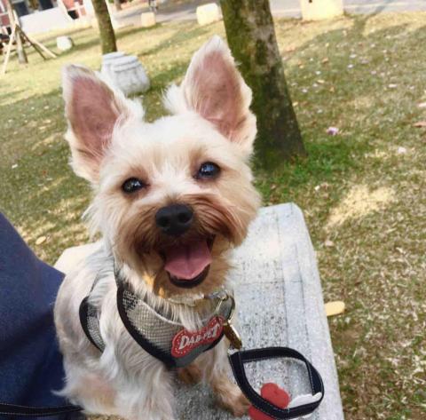 叮叮寵物寄養 - 幫朋友照顧 約克夏絨絨之散步