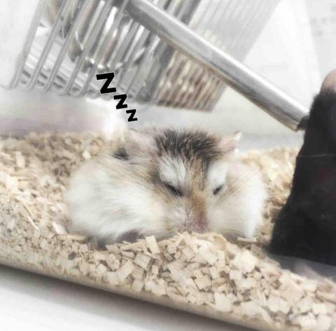 叮叮寵物寄養 - 顧客寵物鼠 毛毛