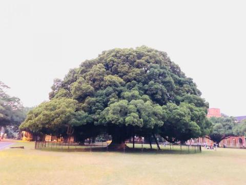 張儷瑄 - 成大榕園