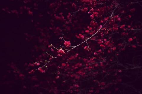 巡音個人工作室 - 風景攝影