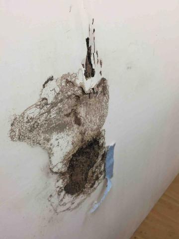 禾銜除蟲有限公司 - 白蟻巢