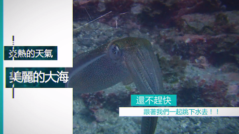 Chi Studio - 東北角潛水預告