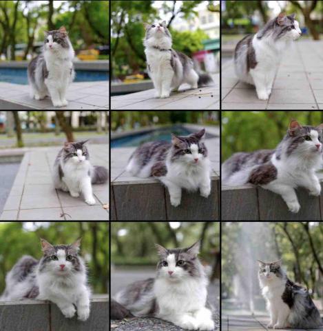 🎥森之映像📸 - 寵物外拍