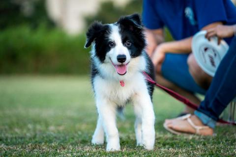 KTZ_VISUAL  - 寵物攝影