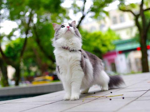 🎥森之映像📸 - 寵物