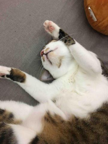 蛋餅先生的寵物小天堂 - 品種:米克斯
名字:阿弄
性別:公
生日:107/5/18
星座:金牛座
年紀:1歲半
個性:活潑好動、喜歡撒嬌
