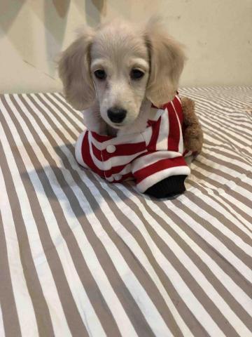 提供寄養服務的專家enzo