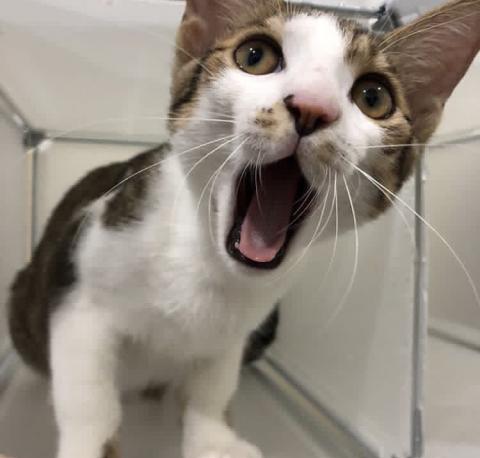 蛋餅先生的寵物小天堂 - 品種:米克斯
名字:阿弄
性別:公
生日:107/5/18
星座:金牛座
年紀:1歲半
個性:活潑好動、喜歡撒嬌
