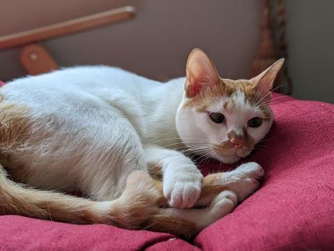 提供2d轉3d圖服務的專家Alex Chou