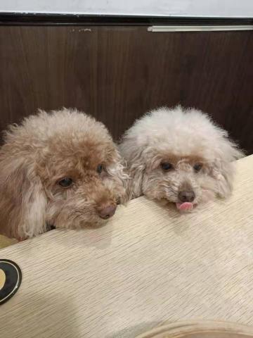 提供250服務的專家陳依依