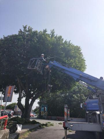 五方園藝 - 樹木修剪