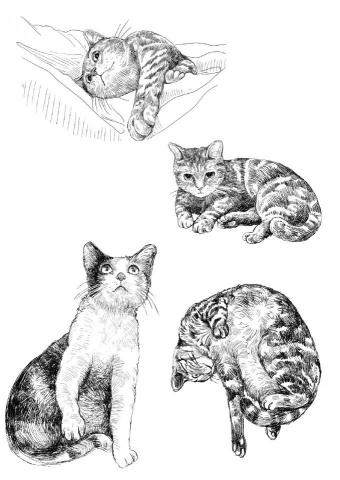 SOHO接案 田小姐 - 提供照片參考寵物插畫,手繪代針筆繪製 。如有委託來信:ououou99@gmail.com 或是LINE ID:ououou99 洽談詳細。 SOHO接案 田小姐 - 提供照片參考寵物插畫,手繪代針筆繪製 。如有委託來信:ououou99@gmail.com 或是LINE ID:ououou99 洽談詳細。