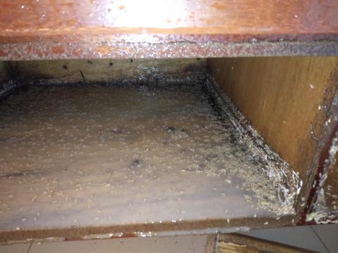 威喜實業除蟲有限公司 - 白蟻入侵酒櫃