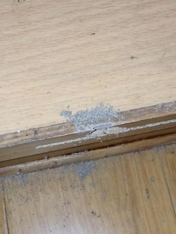 威喜實業除蟲有限公司 - 白蟻