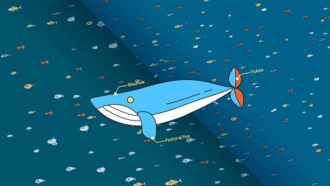 Albert Tung - 海洋大學 - 課程片頭動畫