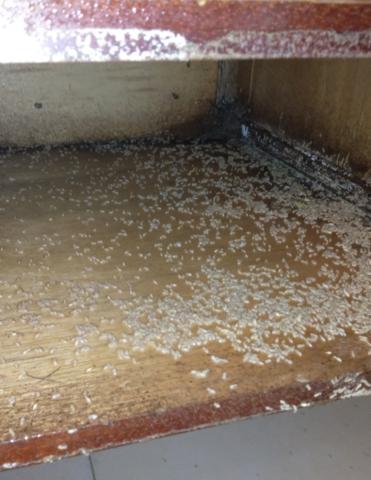 威喜實業除蟲有限公司 - 滿滿的白蟻大體