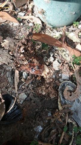 威喜實業除蟲有限公司 - 白蟻穴是在戶外入侵到室內