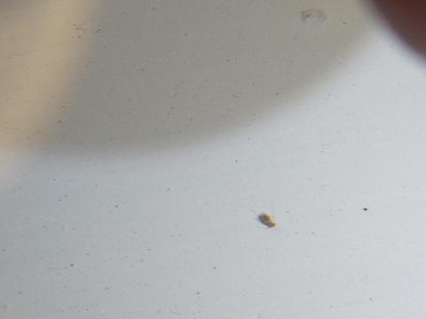 威喜實業除蟲有限公司 - 