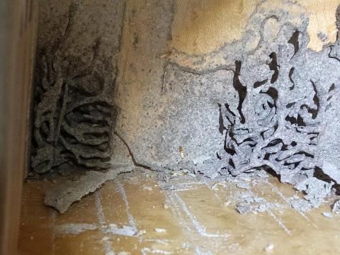 威喜實業除蟲有限公司 - 白蟻穴