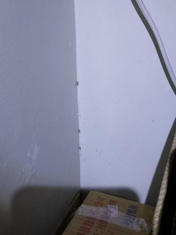 威喜實業除蟲有限公司 - 壁癌衣娥