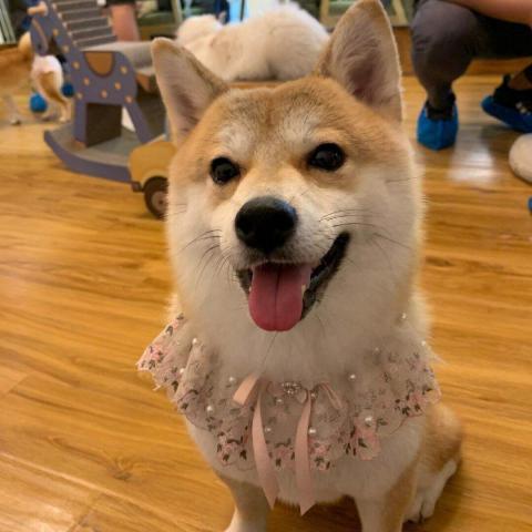 提供養狗狗服務的專家孫新年