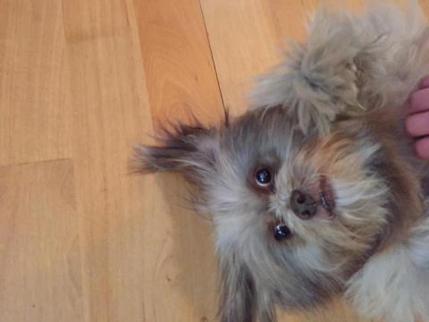 孫新年 - 自家養的西施犬（已經18歲啦）