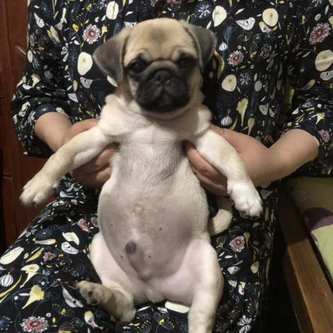 孫新年 - 自家養的八哥犬