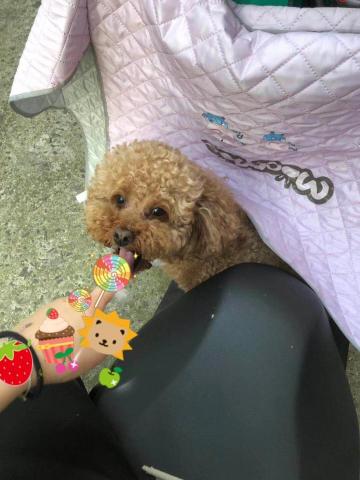 孫新年 - 自家養的泰迪