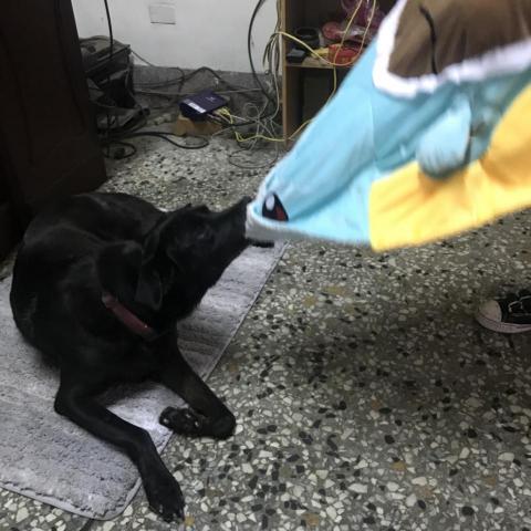 巫婉筠 - 家中的毛孩