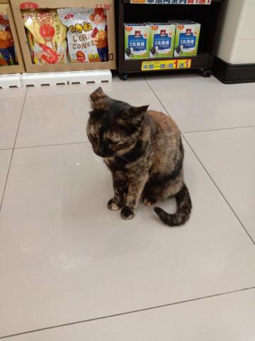 提供創作歌詞服務的專家Koi