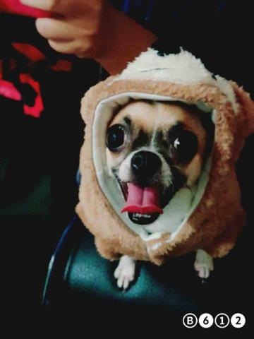 DUO寵物到府服務 - 寵物服務