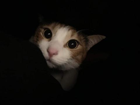 提供拍照箱服務的專家翁意慧