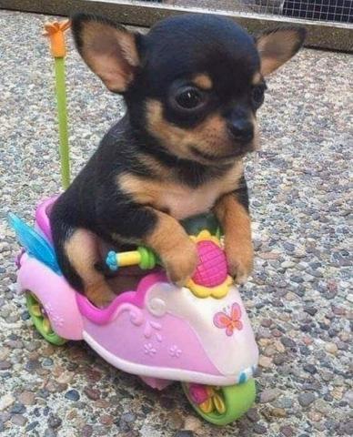 提供手工服務的專家金