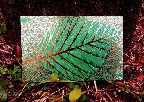 Draw Dream 設計美術工作室 - 明信片設計 一葉知秋