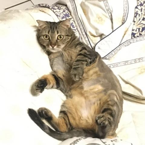 PIZZA LI - 創作の靈感來源