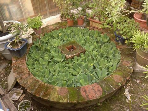 提供庭園造景服務的專家龍鴻造景園藝工程設計室