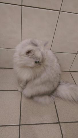 提供工商登記查询服務的專家Flo Lin