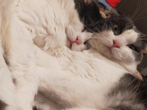 提供調節啞鈴服務的專家阿誠