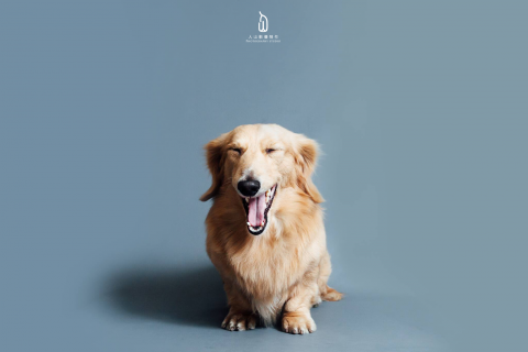 人山影像制作 - 寵物寫真