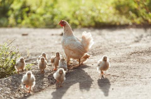 黃名毅生活工作室 - 寵物，人物，商品形象拍攝