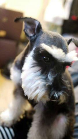 元寶洗澡堂 - 寵物美容
洗香香