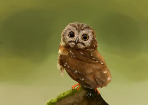 ldy工作室 - 動物速寫